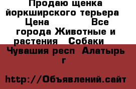 Продаю щенка йоркширского терьера  › Цена ­ 20 000 - Все города Животные и растения » Собаки   . Чувашия респ.,Алатырь г.